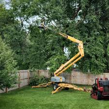 Best Lawn Renovation and Restoration  in Bulverde, TX