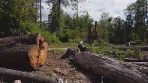 Best Tree Fertilization  in Bulverde, TX