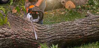 Best Tree Removal  in Bulverde, TX