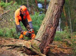 Best Lawn Drainage Solutions  in Bulverde, TX
