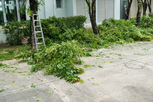 Best Palm Tree Trimming  in Bulverde, TX