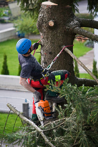 Best Utility Line Clearance  in Bulverde, TX