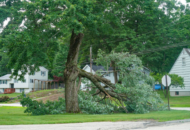 Best Emergency Tree Removal  in Bulverde, TX