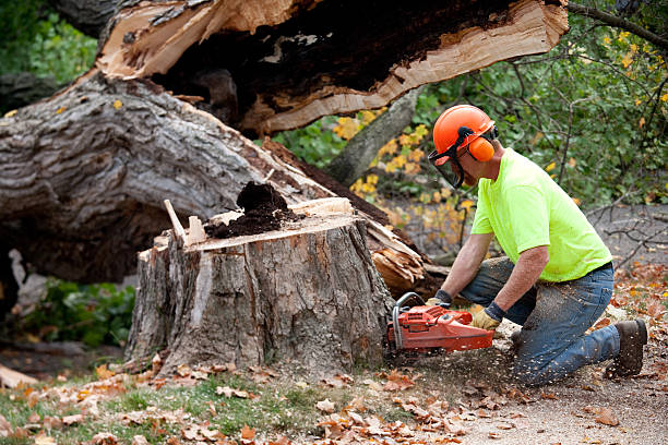 Best Hazardous Tree Removal  in Bulverde, TX