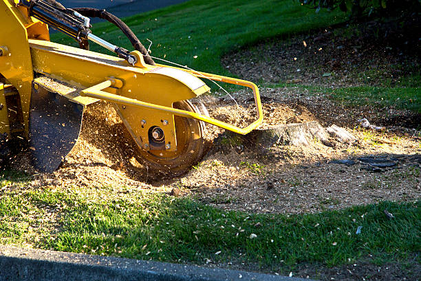 Best Sod Installation  in Bulverde, TX